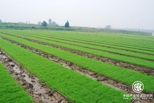 河南：2020年耕地保有量不少于1.2亿亩