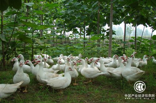 江西推动林下经济规模化产业化发展