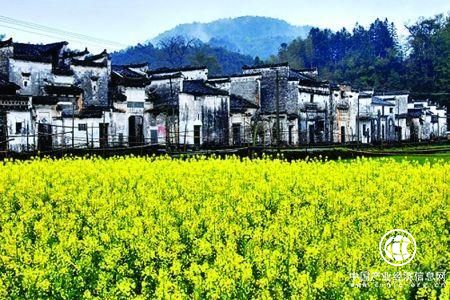 标准化规模化种植油菜 江西婺源打造最美油菜花海