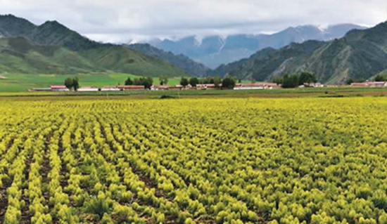 甘肃加强培育陇药知名品牌和龙头企业