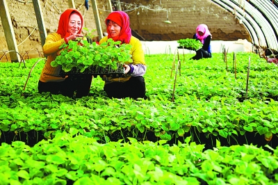 2017年甘肃农产品实现进出口双增长