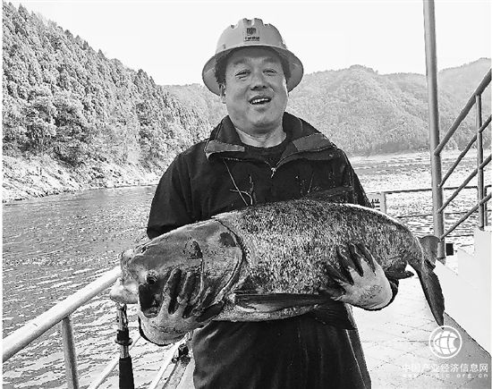 “中华一绝，巨网捕鱼”千岛湖2018年第一网喜获大丰收