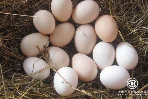 西红柿和螃蟹 西红柿 螃蟹 