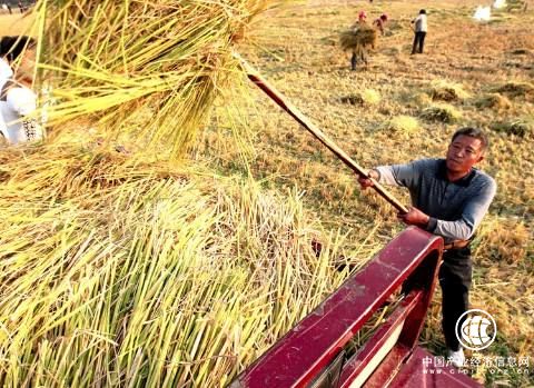 化工科技应用于农业：让秸秆育出沃土良田  