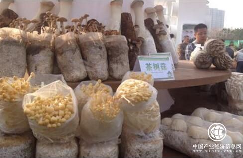 食用菌产业成为四川金堂落实乡村振兴战略的主抓手