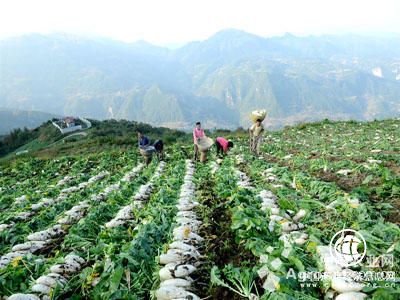 云南昆明寻甸探索农业新模式助脱贫