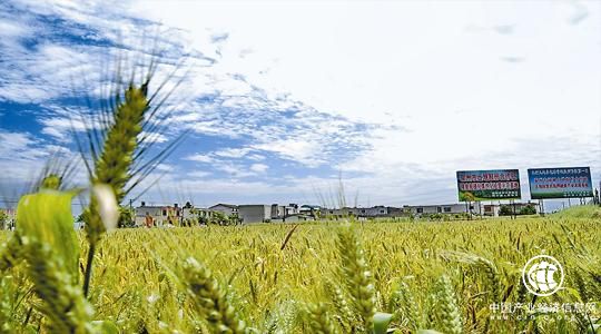 四川：“崇州标准”为乡村振兴注入新动能