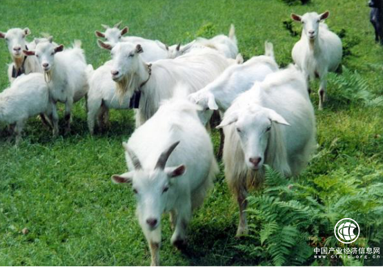 中国农牧业开发平台，开启移动互联新世界