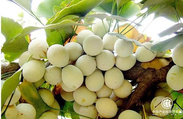 百亿美元大市场 我国银杏产业如何分得更多羹