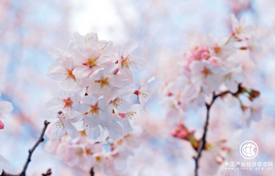 女生出游必备物品——佳能带你开启樱花之旅