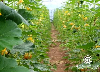 太阳神集团朱厚丞：有机农业引领乡村振兴