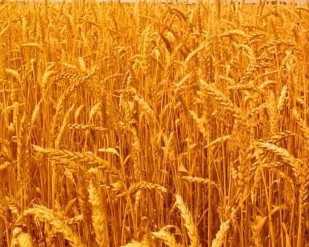 中国粮食安全根基稳固大宗作物用种自主选育