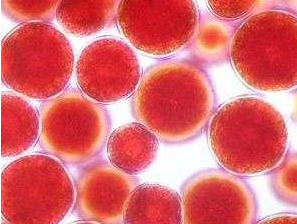 德丰利达投资虾青素项目，紧密联系大众健康