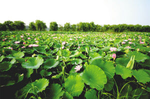 江苏南京江北新区发布五大行动计划 整体推进绿色发展