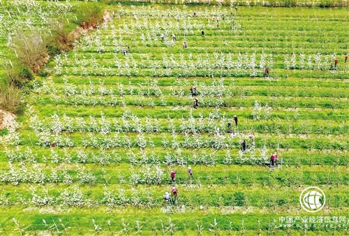 “一带一路”农业协作蓝图正在展开