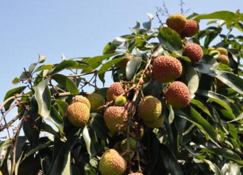 海南省农业厅：海南水果当前不存在滞销现象