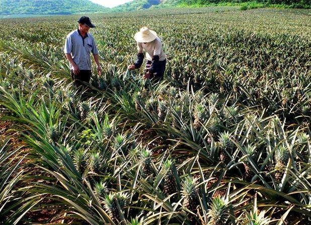 同一个县菠萝差价60倍：品种、特色决定销售前景