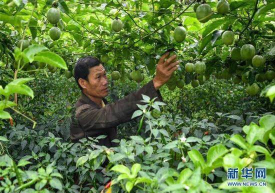 酷铺等企业助销五指山百香果