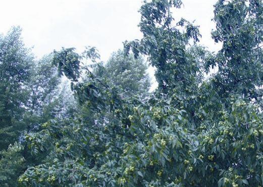 贵州计划打造五百万亩珍贵林木产业基地