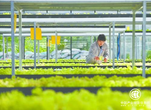 黑龙江省出台设施农业用地新政