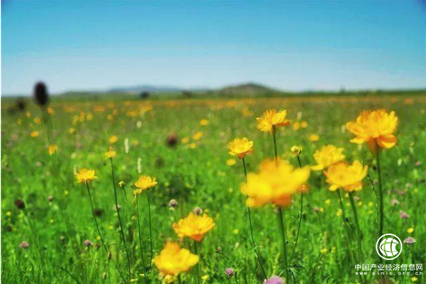 以花为媒 内蒙古旅游步入花季