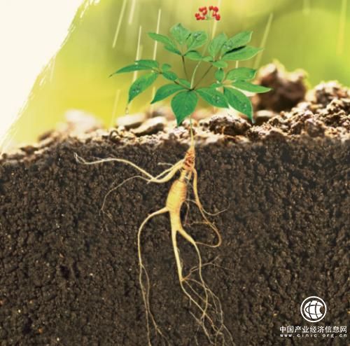 看野山参如何撬动万亿大健康蓝海市场