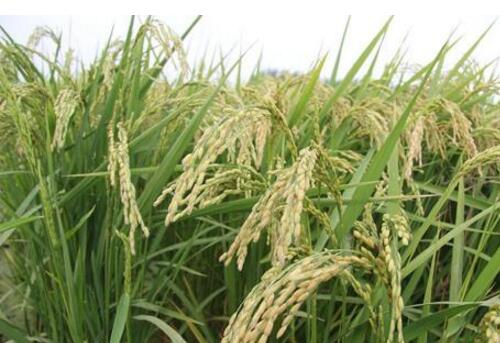 黑龙江选定三市区试点耕地质量产能评价