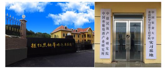 中国冰酒女神的“摘金记”