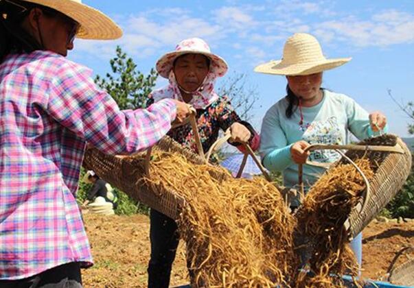 福建省柘荣县靠太子参脱贫致富