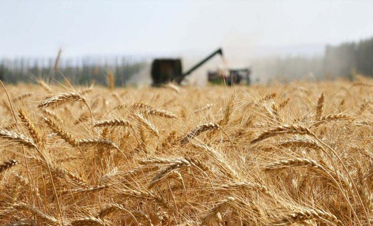 夏粮收购：优质优价优卖特征突出