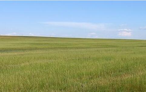 研发优质草种 规划交易平台 呼和浩特打造优质牧草全产业链