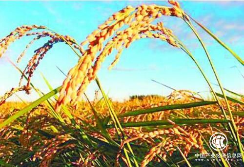 黑龙江黑河：全域创建农业绿色发展示范区