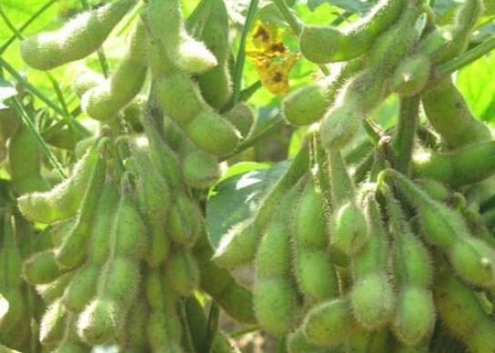 江苏新沂：“小毛豆”唱响农民致富经