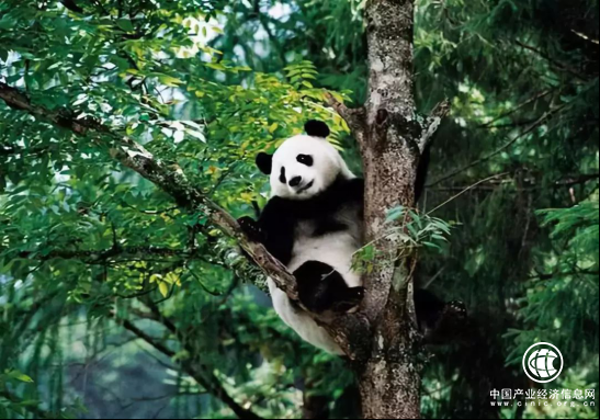 复华文旅亮相中国（四川）国际旅游投资大会，签约打造成都“大熊猫·国际生态旅游度假区”