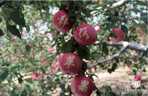 苹果产业成为甘肃静宁经济发展“聚宝盆”