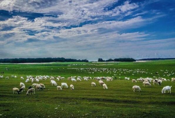 内蒙古苏尼特右旗：昔日靠天吃饭 如今产业致富