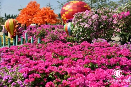 佛山盈香生态园嫁接出五色宝巾花，灿烂了整个秋天
