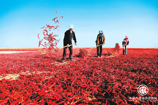 翼龙贷王思聪：互联网+农村金融 专注服务三农