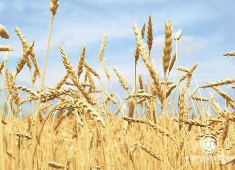 安徽多项举措力争2022年粮食加工转化率达90%