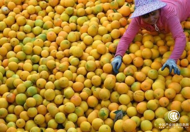 一颗脐橙绘就40年江西赣南老区百姓致富路