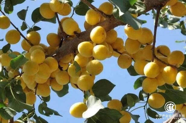 新疆轮台：以白杏促脱贫助增收