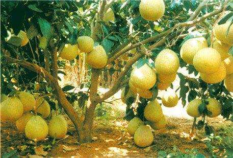 湖南着手实现农产品“身份证”管理