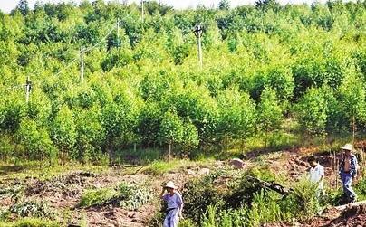 2018年重庆林业产业综合产值达1200亿元