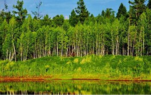 重点国有林区改革取得重要进展