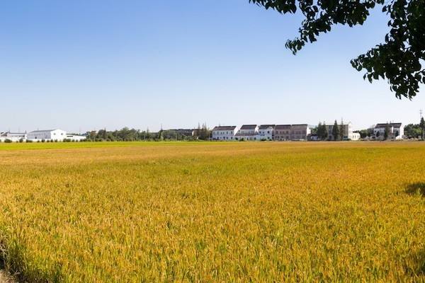 江苏苏州望亭镇打响“稻香小镇”品牌