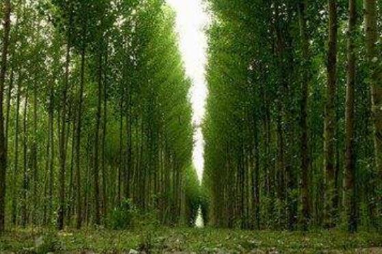 2018年河北省共完成营造林面积近千万亩