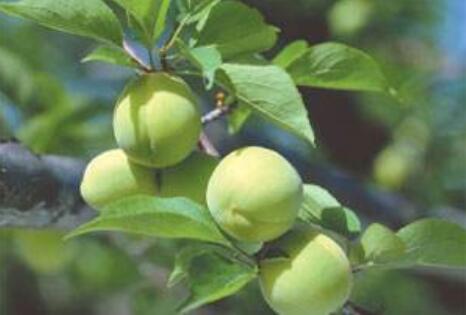 福建诏安2019青梅产业推介会签约超40 亿元