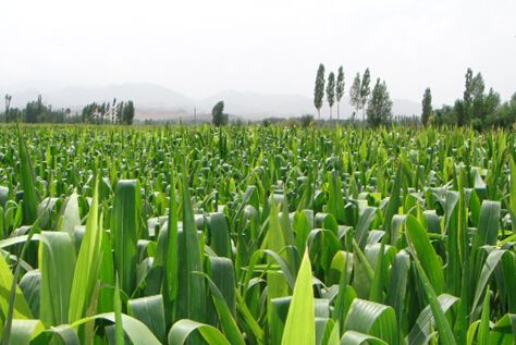 农业农村部：深入推进种植结构调整 增加紧缺产品供给