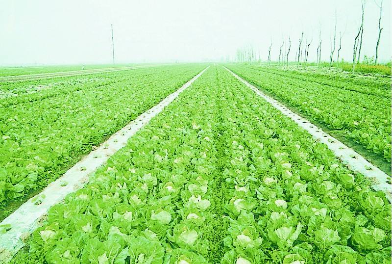 湖北嘉鱼调整传统种植结构实现农业增产增收