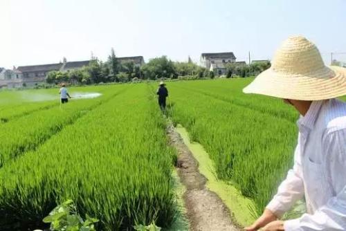 中办国办发文强化小农户支持政策